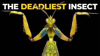 The Insane Biology of The Praying Mantis [upl. by Droc]