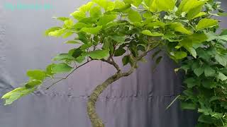 pongamia pinnata trimming for canopy devlopment [upl. by Comras]