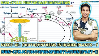 Photosynthesis in Higher Plants Lec 9 NonCyclic PhotophosphorylationI Class 11 NEET Harishu [upl. by Bello]