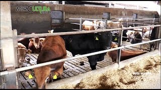 AGRICULTURA VENETA  STALLA SOCIALE MONASTIER19052018 [upl. by Ssepmet257]