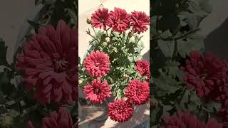 Winter flowering plants viralvideo gardenideas [upl. by Cross]