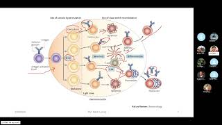 Immunoseminar 24 Lymphocyte development class switch recombination and related disease [upl. by Sailesh]