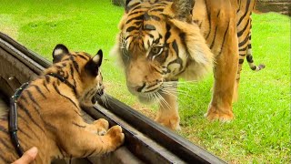 Cubs Reunited With Their Parents After Years [upl. by Eldreda]