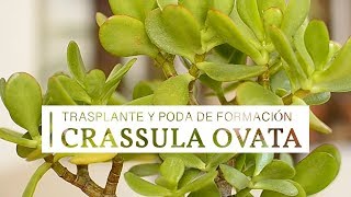 Crassula ovata  trasplante y poda de formación [upl. by Euqcaj714]