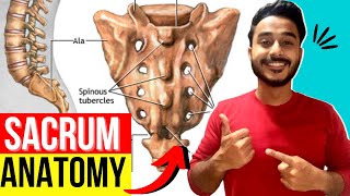 sacrum anatomy  anatomy of sacrum bone  sacrum features and attachments [upl. by Adaj]