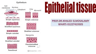 Simple squamous epithelium histology [upl. by Namdor970]