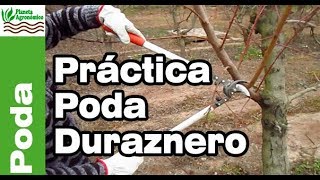 ✂️PODA del 🍑 DURAZNERO y planificación y el cómo hacerlo en el campo  Parte 2 de 2 [upl. by Atiuqaj405]