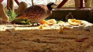 Colin de Virginia Bobwhite Quail comiendo tenebrios y cortejando [upl. by Katinka]