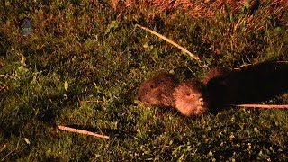 RAGONDINJeunesNuitMyocastor coypus  BRUITX [upl. by Neelrad603]