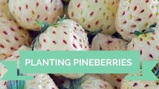 Planting Pineberries white strawberries [upl. by Trace]