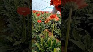 Beautiful Transvaal daisy satisfying shortsvideo [upl. by Roberta]