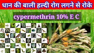 cypermethrin 10 ec  हल्दी रोग लगने से रोके धान की खेती [upl. by Inva]