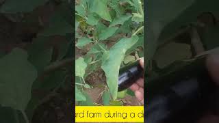 A tour Of My Backyard Farm during the dry season  check out full video on this channel ❤ [upl. by Williams370]