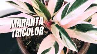 Conheça a MARANTA TRICOLOR [upl. by Adriena]