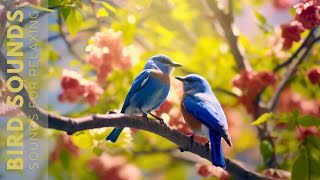 Birds Chirping 24 Hours Birdsong to Relieve Stress and Sleep Better Soothing Sounds of Nature [upl. by Maurili553]