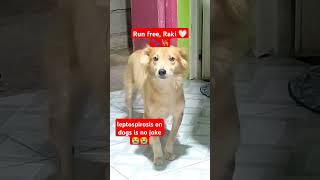 Dog died from leptospirosis runfree leptospirosis dogs virus dogshorts goodbye thankyou [upl. by Corrinne]