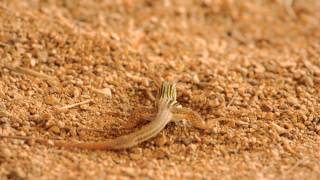 Texas spotted whiptail [upl. by Eilarol]