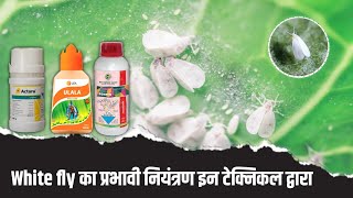 Effective Control For Whiteflies सफेद मक्खी का प्रभावी नियंत्रण। [upl. by Lyckman]