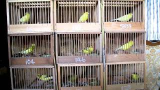 Roller Canaries bred in Japan 20115 [upl. by Raffin]