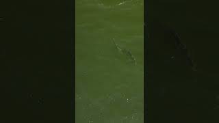 Pair of large Tarpon are hunting in the tide line near the Inlet [upl. by Orji82]