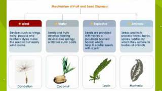 Fruit and seed Dispersal [upl. by Chancellor]