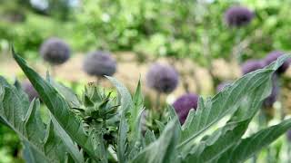 Cardoon and artichok RU [upl. by Herodias]