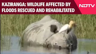 Kaziranga Wildlife Affected By Floods Rescued And Rehabilitated Fear Of HumanAnimal Conflict [upl. by Ancilin]