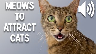 Sounds that attract cats  Meow to make cats come to you [upl. by Chute]