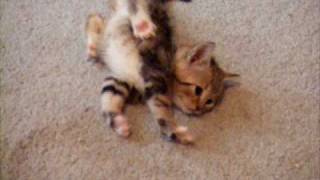 Kitten Sway with Extreme Case of CH Cerebellar Hypoplasia trying to walk [upl. by Jerroll747]