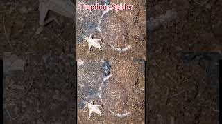 Trapdoor Spider [upl. by Einnod]