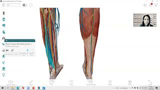 Anatomía para electromiografistas Miembro inferior [upl. by Eciram]