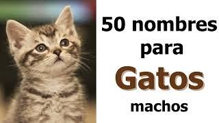 🐱 50 hermosos nombres para gatos machos 🐈 nombresparagatos nombresparaungatico [upl. by Ailadgim]