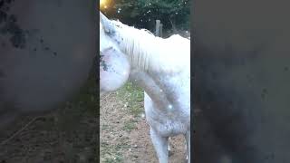 SHOCKING Horse Behavior Revealed [upl. by Akimit]