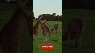 Kangaroo Boxing Jump into the Ring shorts [upl. by Ennovehc]