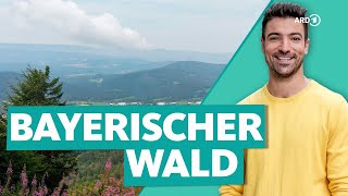 Bayerischer Wald  Deutschlands wilder Wald  Wunderschön  ARD Reisen [upl. by Rubia]