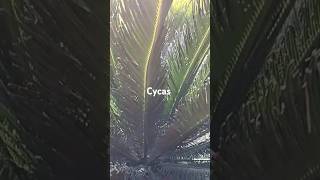 Cycas  new plants coming up  shorts YTStudio [upl. by Edris]