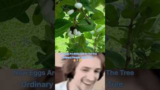 What is The white bhilawa tree 🌴 🥚 ytshorts shorts shortvideos viralvideos facts [upl. by Ikiv]