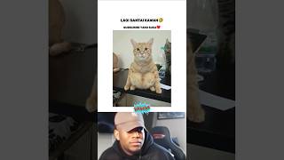 KUCING JONGKOK🗿 viralvideo kucinglucu cat shorts meme [upl. by Drofub878]