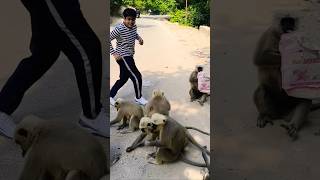 🛍️ bag hi le liya 🤓🐒 shorts langur langoor langurmonkey funwithLangur13M [upl. by Novej]