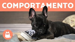 10 problemas de COMPORTAMENTO CANINO [upl. by Nelsen308]