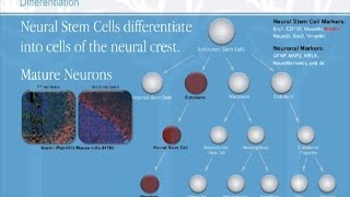 The Study of Stem Cells [upl. by Neitsirhc]