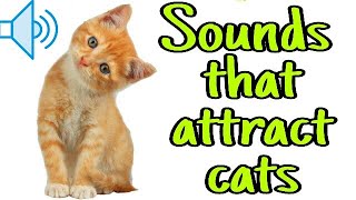 Sounds that attract cats  Meow to make cats come to you [upl. by Noryv]