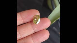 Gem Gardener GIA 4ct Fancy Deep Green Yellow Diamond [upl. by Kuo]