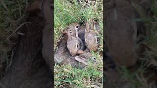 Baby Cottontail Bunnies Rabbits ASMR buns rabbits asmr bunnies cottontails nature wildlife [upl. by Jeff668]