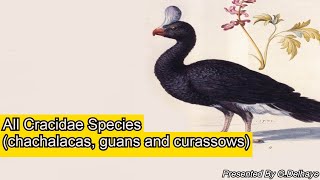 All Cracidae Chachalacas Guans amp Curassows Species  Species List [upl. by Notsae]