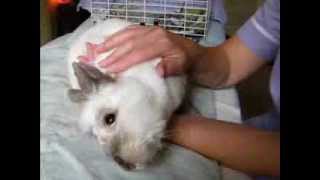 Animal Healing Mini Video Suki the Rabbit Reiki and Flower Essences 2011 [upl. by Elyagiba446]