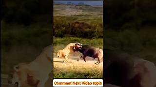 Buffalo vs Lion Incredible Showdown Ends with Lion Running for Its Life [upl. by Merrow703]