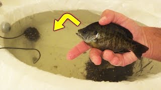 DIY I TURNED MY BATHTUB INTO A POND AND STOCKED IT WITH FISH [upl. by Lundt]