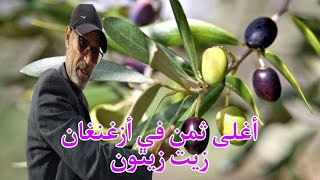 زيت زيتون في أزغنغان ثمنها من أغلى الاثمنة في المغرب 🇲🇦 شجرة 🌳 الزيتون تسقى بعسل الدغموس تحياتي لكم [upl. by Felske]