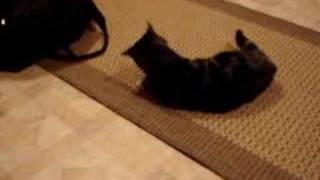 My cats first experience with catnip [upl. by Raimundo]